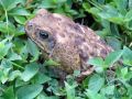 Cane toad (Bufo marinus) Carara Natl Park.