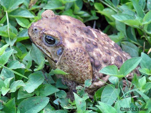 Cane toad (Bufo marinus) Carara Natl Park.