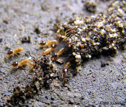 CararaNPtermites opt 