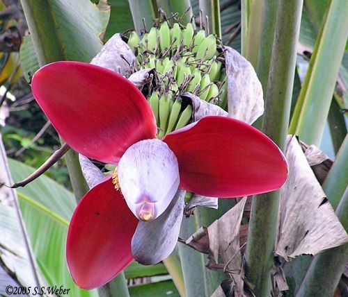 Banana flower. Carara National Park.