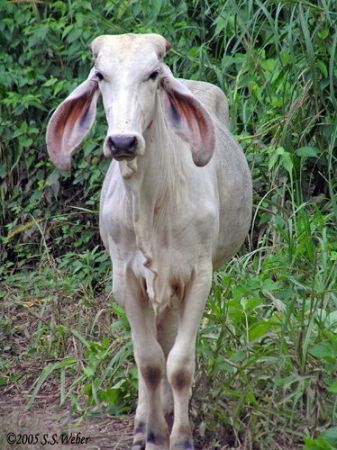 Cow in Carara National Park.