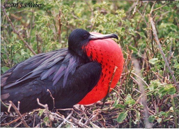 Frigatebird1 opt2 