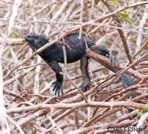 MarineIguana1 opt2 