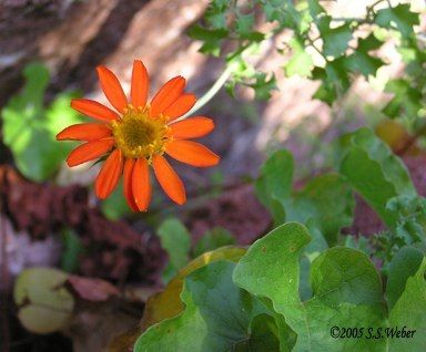 Orangeflower opt2 