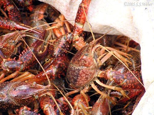 OrosiDamCrayfish4 opt 