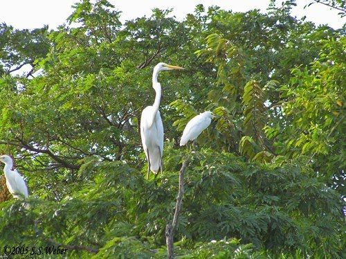 RioTempisqueGreatEgret opt 