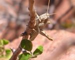 grasshopper opt2 