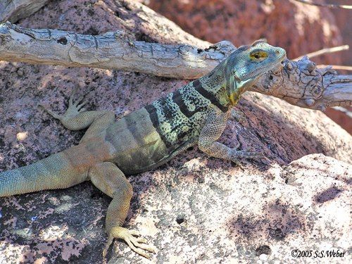 lizard3 opt2 