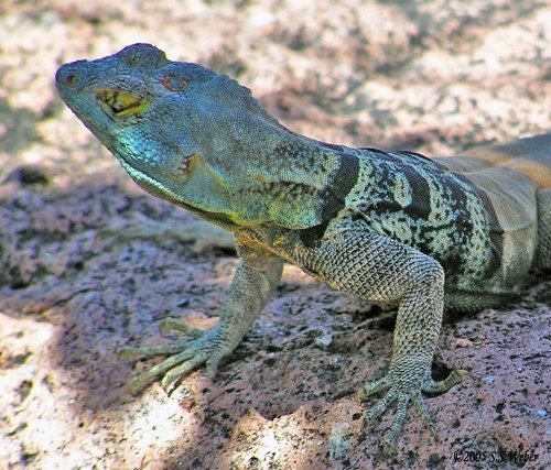 lizard 2 opt2 