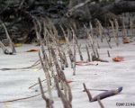 mangrove pneum opt2 