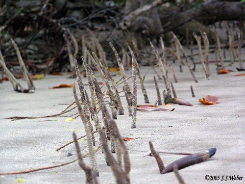 mangrove pneum opt2 