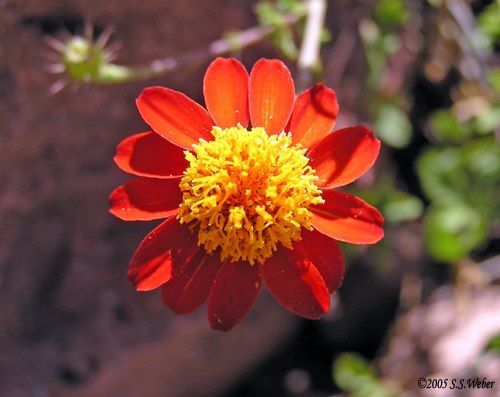 redflower opt2 