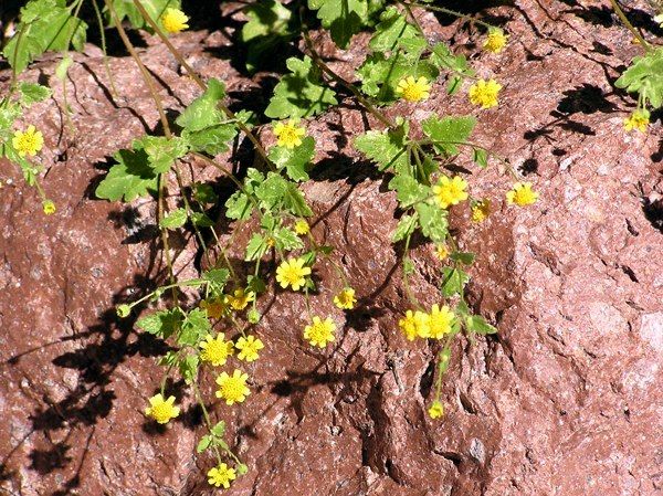yellowflowers opt 